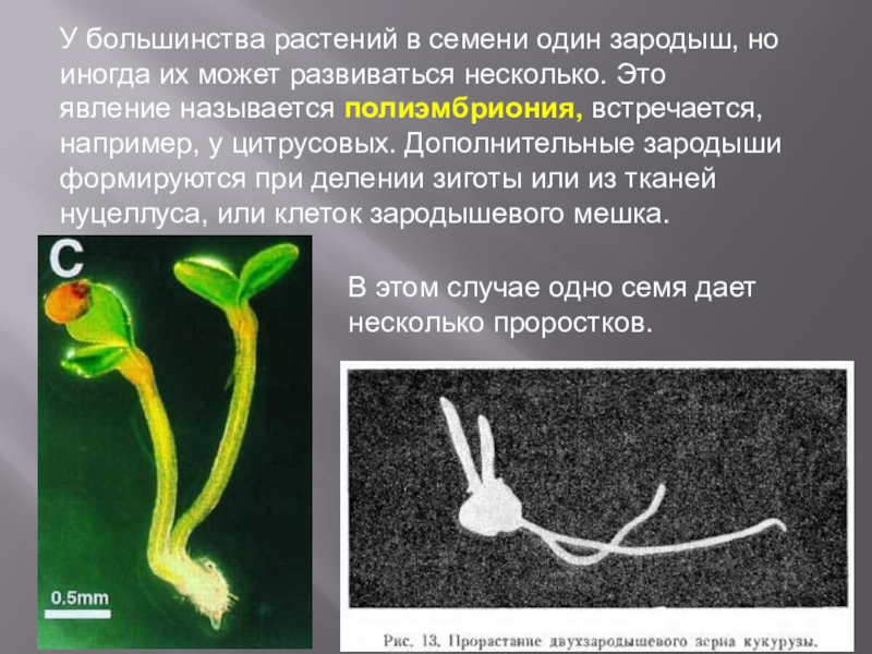 Большинство растений. Полиэмбриония у растений. Зародыш растений может развиваться. Растения размножающиеся полиэмбриония. Полиэмбриония у цитрусовых.