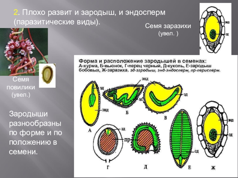 Рассмотрите рисунок на странице 148 что доказывает опыт с удалением эндосперма