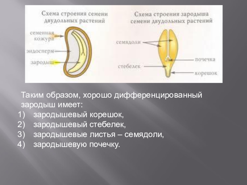 Составьте схему строения семени фасоли семенная кожура зародыш 2 семядоли корешок стебелек почечка