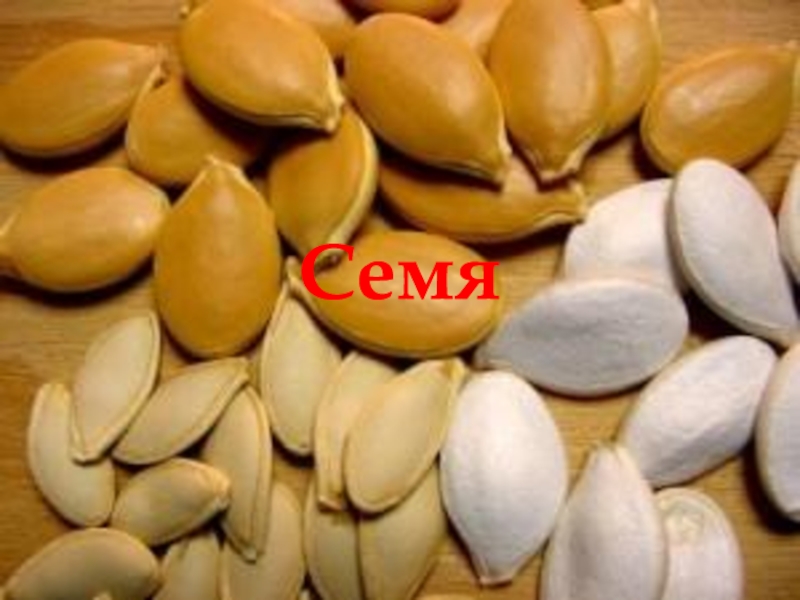 Семя