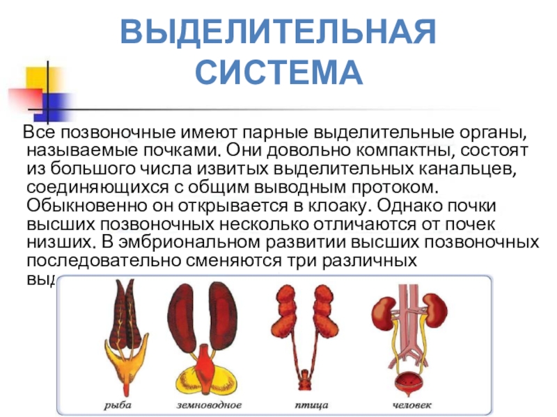 Специалист по почкам как называется. Эволюция выделительной системы схема. Выделительная система позвоночных животных. Выделительная система позвоночных схема. Эволюция выделительной системы позвоночных животных.