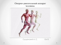Опорно-двигательный аппарат человека