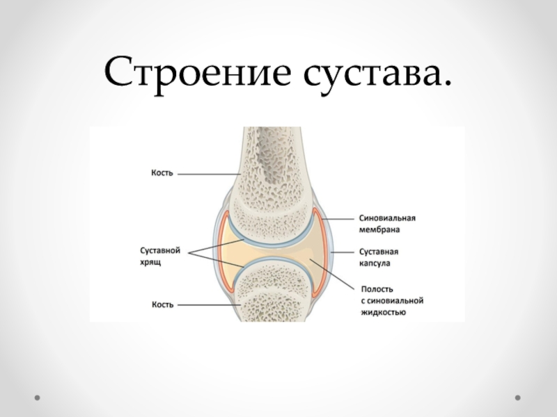 Строение сустава человека рисунок