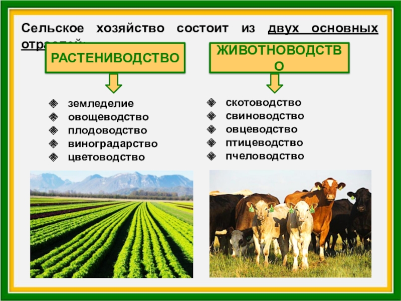 Отрасли сельского хозяйства. География сельского хозяйства. Сельское хозяйство мира. Сельское хозяйство состоит. Основные отрасли сельского хозяйства.