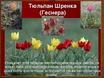 4 -практическая работа -ТЮЛЬПАН
