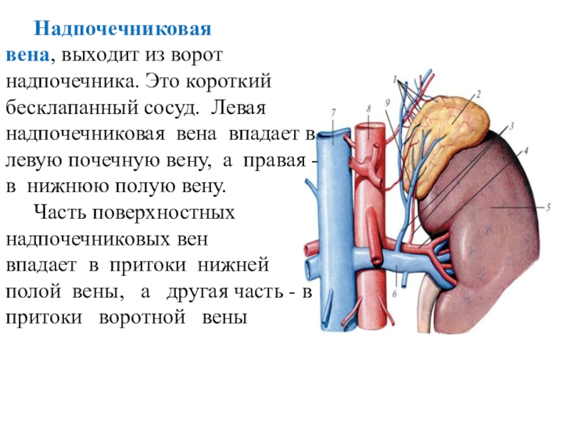 Схема кровоснабжение надпочечников