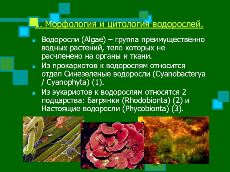 Тело растений. Микроводоросли морфология. Растения тело которых не расчленено на органы. Морфология водорослей. Растения относящиеся к группе водоросли.