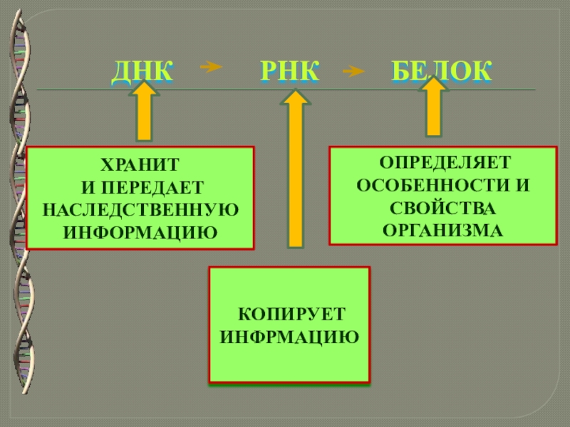 Пластический обмен белка. Пластический обмен Биосинтез белка презентация.