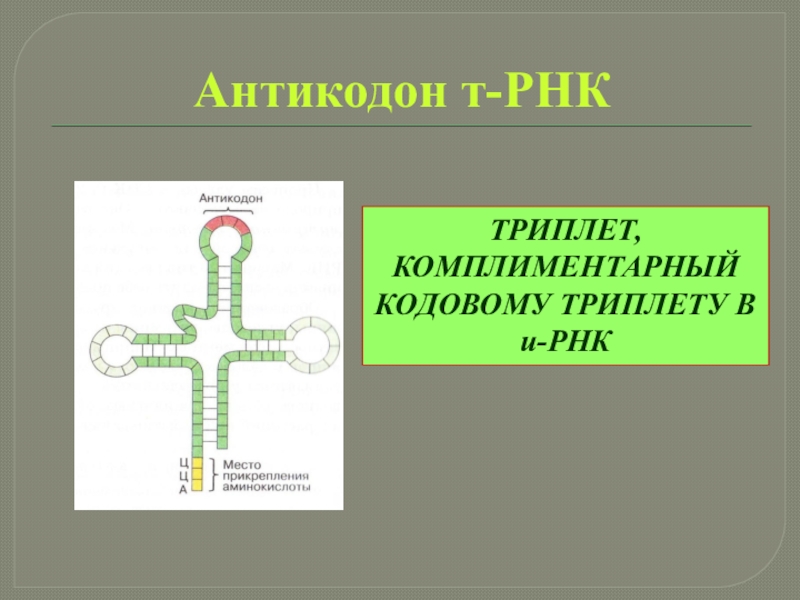 Кодоны т рнк. Антикодон т-РНК. Триплет т РНК. Триплет антикодон. Кодон и антикодон ТРНК.