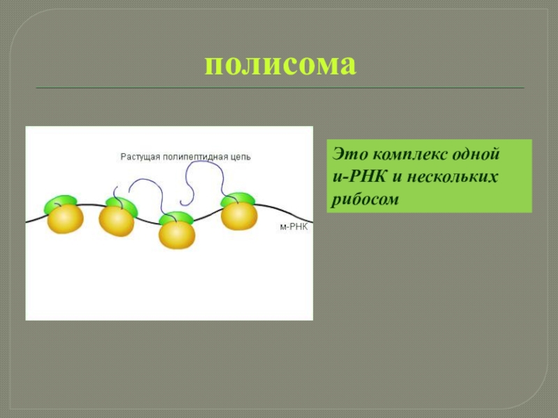 Пластический обмен биосинтез белков. Полисома Синтез белка. Рибосомы и полисомы. Строение полисомы. Строение рибосом и полирибосом.