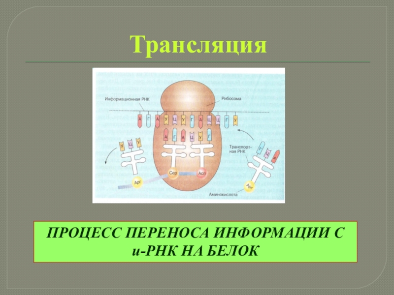 Пластический обмен белков. Пластический Биосинтез белка. ИРНК В процессе трансляции. Пластический обмен Биосинтез белка. Пластический обмен в клетке Биосинтез белка.