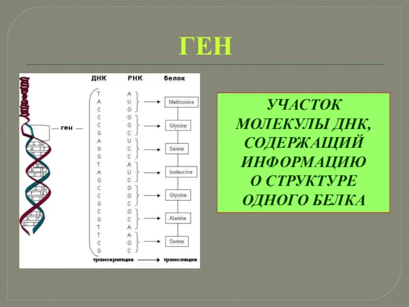 Участок молекулы днк содержит информацию. Ген это участок молекулы. Участок молекулы ДНК. Участок молекулы ДНК содержащий информацию о строении белка. Гены это участки молекулы.