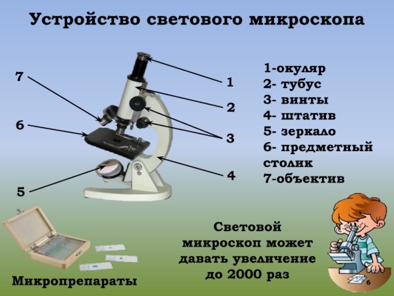 Фото микроскопа 5 класс биология