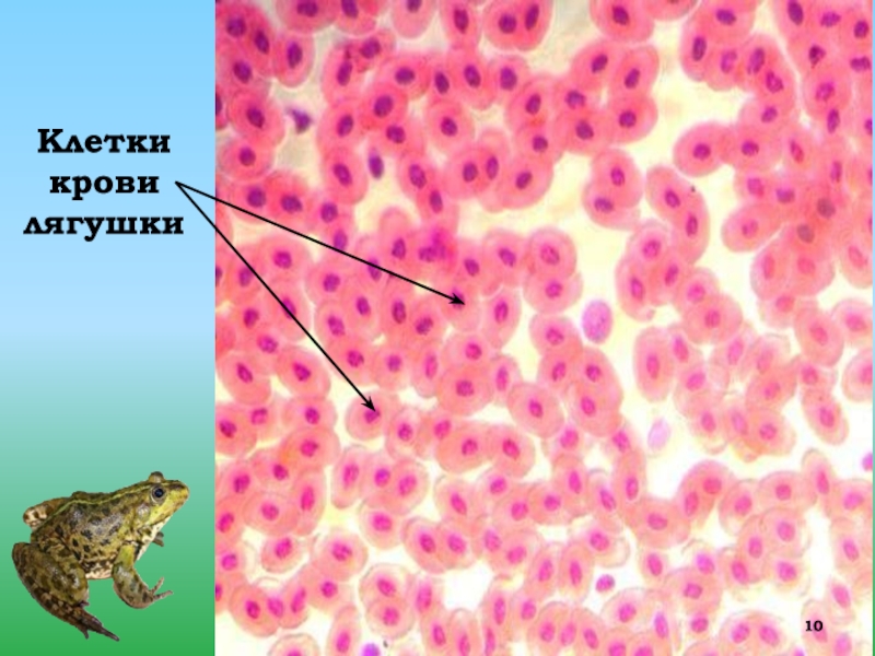 Мазок крови лягушки рисунок
