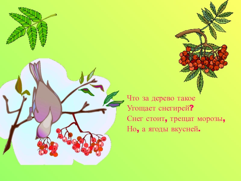 Что за дерево такое. Песенка что за дерево такое. Что за дерево. Что за дерево такое угощает снегирей. За деревьями стих.