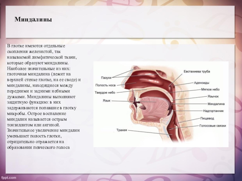 Гланды строение схема миндалины