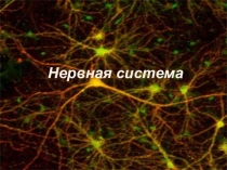 Нервная система