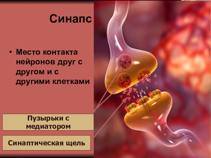 Место контактов двух нервных клеток друг. Место контактов двух нервных клеток друг с другом. Место контакта нейронов друг с другом и с другими клетками называется. Пузырьки с медиатором. Как называют место контакта нервных клеток.