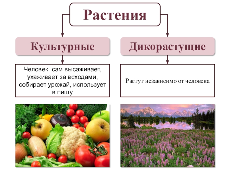 В чем ценность культурных сельскохозяйственных растений. Культурные сельскохозяйственные растения. Сообщение на тему важнейшие сельскохозяйственные растения. Культурные растения презентация. Проект сельскохозяйственные растения.