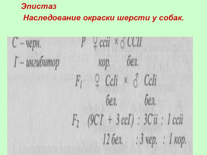 Окраска шерсти собак. Доминантный эпистаз у лошадей. Окраска шерсти собак. Генетика мастей лошадей. Генетика окрасов лошадей.