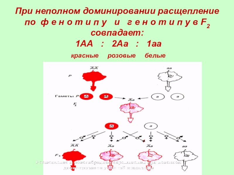 1 признак неполного доминирования