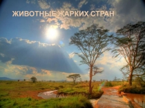 ЖИВОТНЫЕ ЖАРКИХ СТРАН