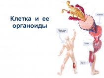 Клетка и ее органоиды