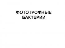 ФОТОТРОФНЫЕ БАКТЕРИИ