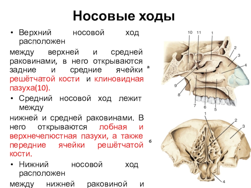 Решетчатая кость черепа анатомия