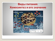 Виды питания. Хемосинтез и его значение