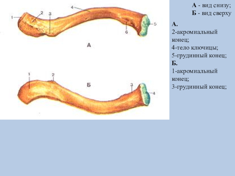 Ключица анатомия рисунок с подписями - 88 фото