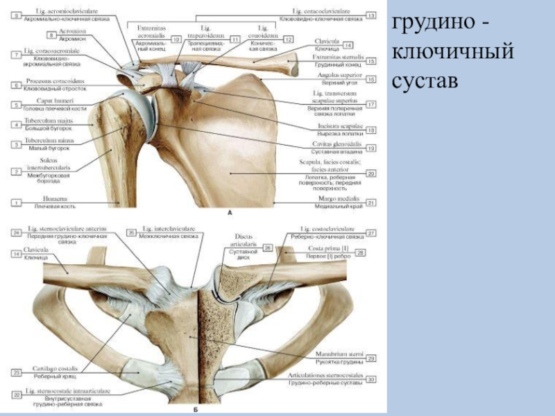 Соединения костей плечевого пояса. Акромиально-ключичный сустав анатомия. Грудино ключичный сустав на скелете. Связки акромиально-ключичного сустава анатомия. Соединение костей пояса верхней конечности грудино-ключичный сустав.