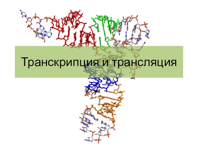 Презентация Транскрипция и трансляция