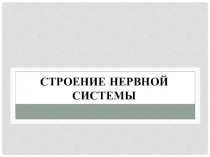 Строение нервной системы