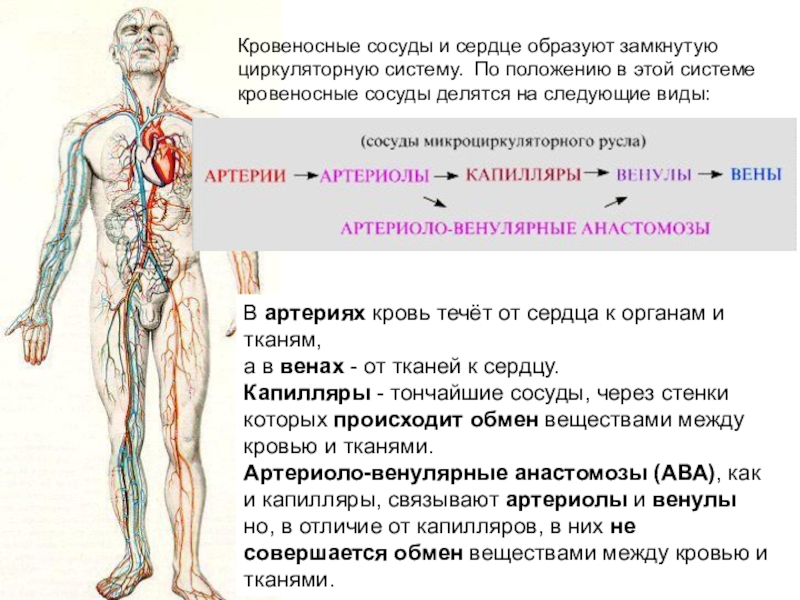 Сосудистая система человека образована сосудами трех. Сердце и кровеносные сосуды образуют. Сердечно сосудистая и лимфатическая система. Кровеносная и лимфатическая система человека. Связь лимфатической системы с кровообращением.