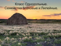 Класс Однодольные. Семейства Злаковые и Лилейные