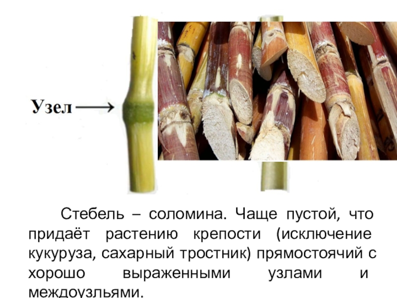 Кукуруза сахарный тростник. Стебель тростника Соломина. Стебель злаковых Соломина. Сахарный тростник Соломина. Стебель пшеницы Соломина.
