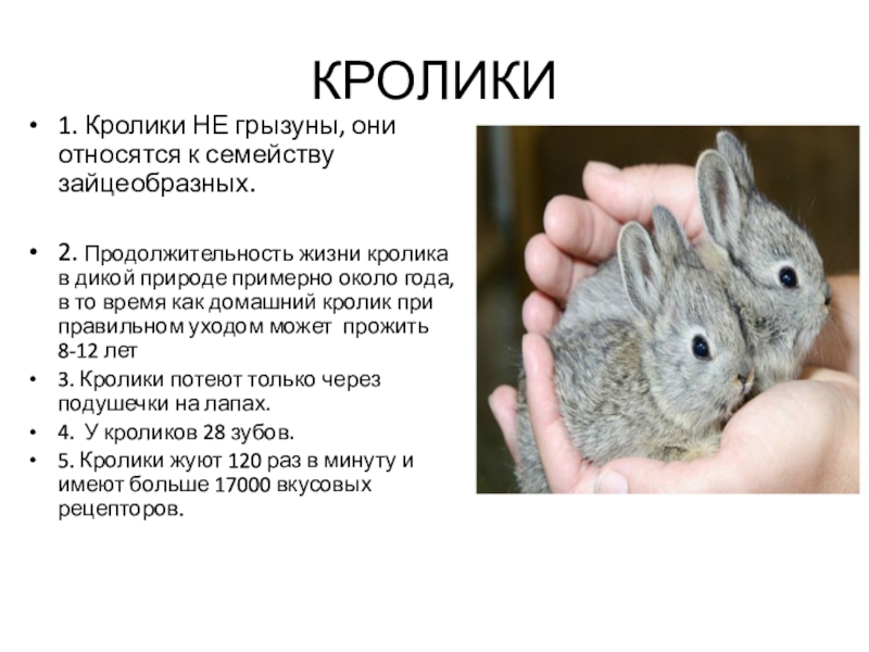 Кролик года жизни. Продолжительность жизни домашних кроликов. Срок жизни домашнего кролика. Домашний кролик Продолжительность жизни. Продолжительность жизни кролика в домашних условиях.