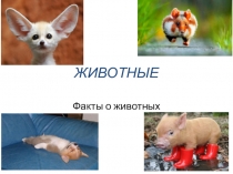 ЖИВОТНЫЕ