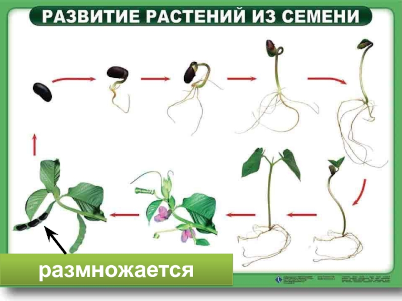 Какая ботаническая наука изучает процесс размножения растений. Растения которые интересно размножаются. Размножается. Растение живет и размножается. Обезьяний хвост растение размножение.