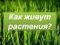 Как живут растения?