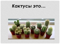 Кактусы это…