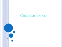 Снежные барсы