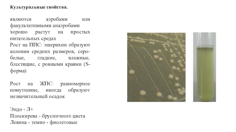 Среда роста. Эшерихии культуральные свойства. Эшерихии образуют колонии. Эшерихии аэробы. Какие простейшие образуют колонии.