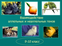 Взаимодействие аллельных и неаллельных генов