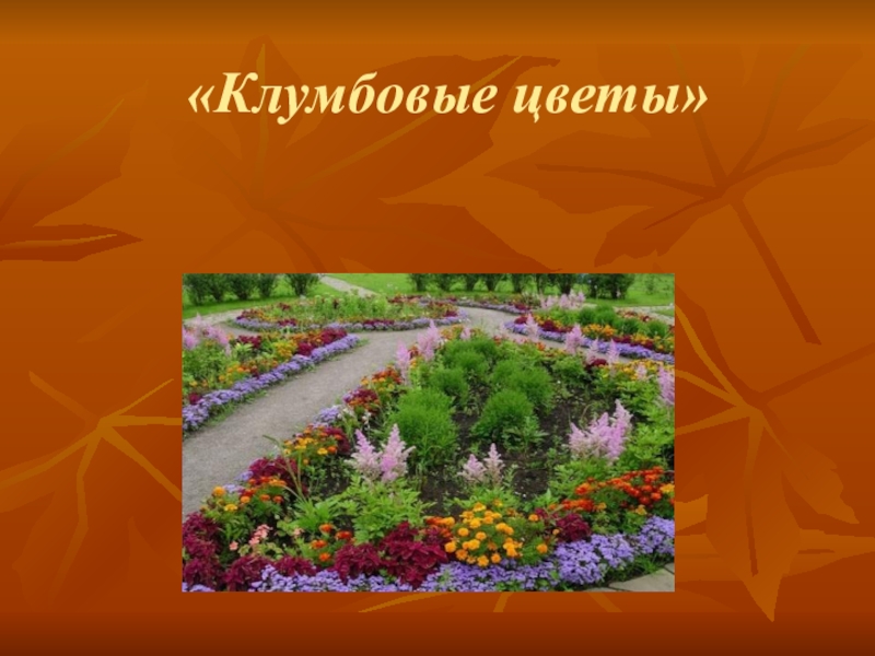 Клумбовые цветы