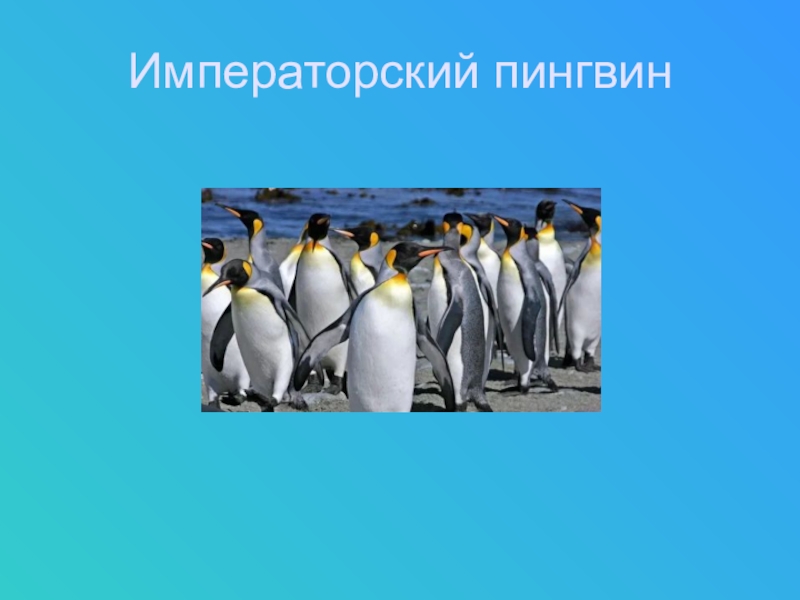 Императорский пингвин консумент какого. Императорский и Королевский Пингвин отличие. Императорские пингвины и Королевские пингвины отличия. Императорский Пингвин красная книга. Королевский Пингвин отличие от Императорского.