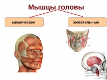 МИОЛОГИЯ
мышцы головы