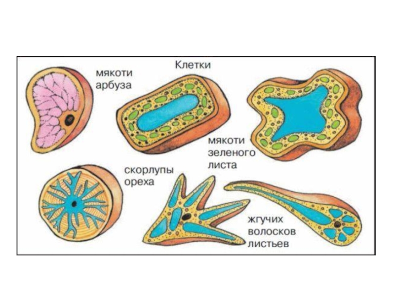 Клетки разных организмов. Формы растительных клеток. Форма и величина растительных клеток. Форма клетки мякоти листа. Многообразие форм растительных клеток.
