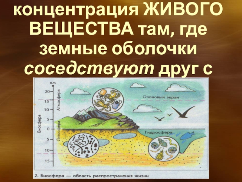 Презентация биосфера сфера жизни 6 класс география полярная звезда